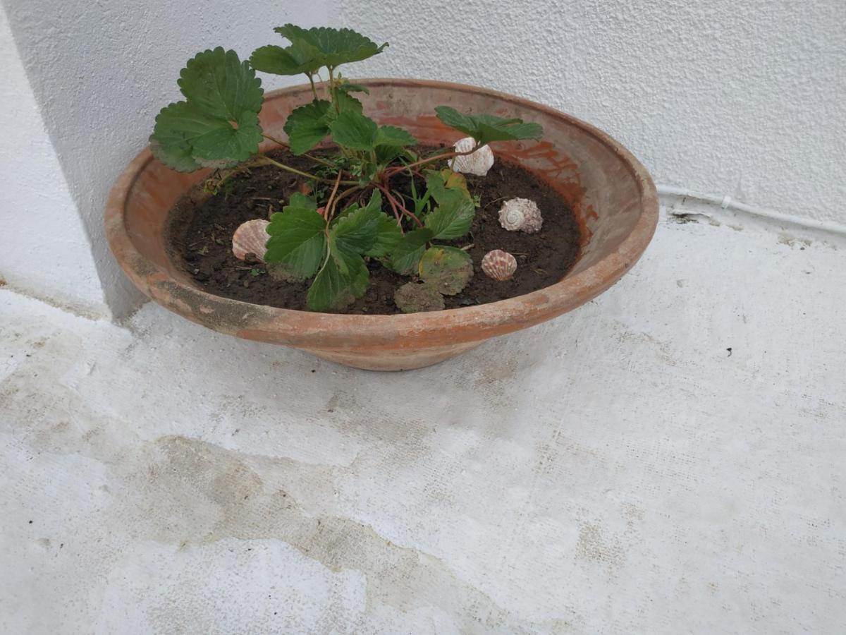 Villa Kotetsi - Rooms To Let - Volissos - Chios Kültér fotó
